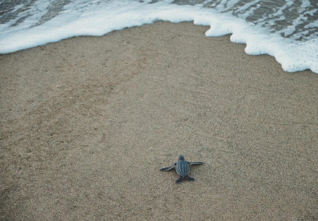 Tiny sea turtle making its way to the ocean on a Puerto Rican beach.