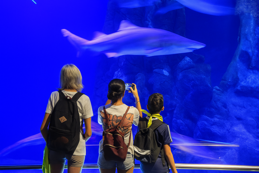 Nuestro programa shark